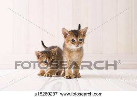 Stock Photo - Abyssinian. Fotosearch