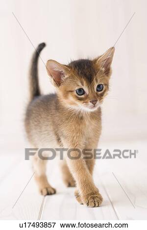 Abyssinian View Large Photo Image Stock Photo - Abyssinian. Fotosearch
