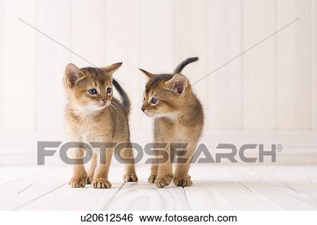 Stock Photograph - Abyssinian. Fotosearch