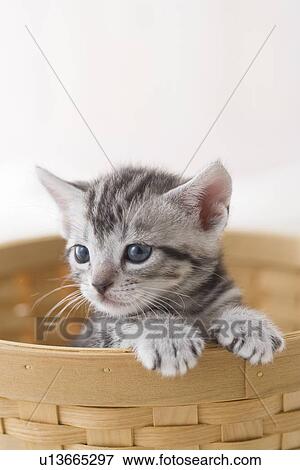 Stock Photo - American shorthair in a basket. Fotosearch