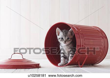 Stock Image - American shorthair in a bucket. Fotosearch