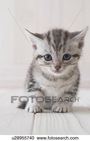 American shorthair sitting View Large Photo Image Stock Image - American shorthair sitting. Fotosearch