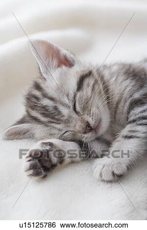 Stock Photograph - American shorthair sleeping. Fotosearch