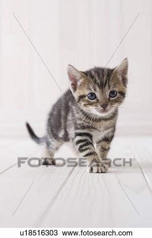 Stock Image - American shorthair standing. Fotosearch