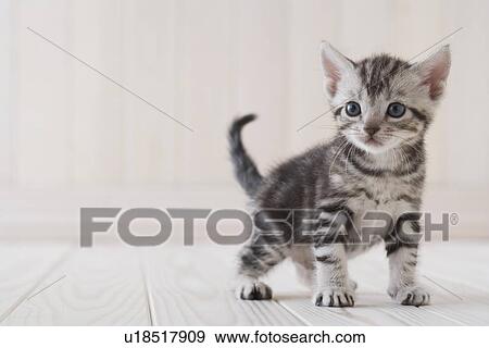 Stock Photo - American shorthair standing. Fotosearch