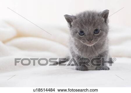 Chartreux sitting on a blanket View Large Photo Image Picture - Chartreux sitting on a blanket. Fotosearch