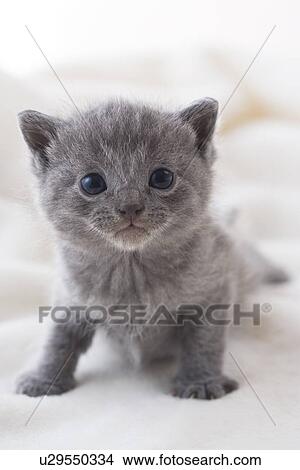 Chartreux standing on a blanket View Large Photo Image Picture - Chartreux standing on a blanket. Fotosearch