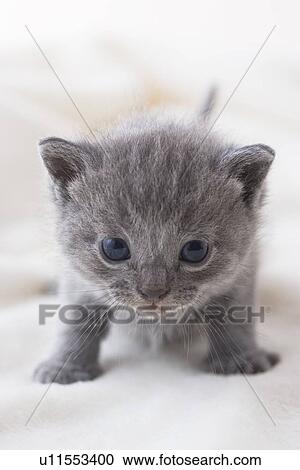 Chartreux standing on a blanket View Large Photo Image Stock Image - Chartreux standing on a blanket. Fotosearch