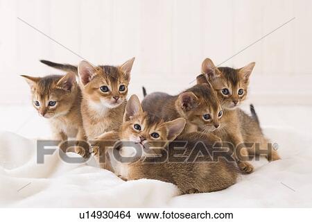 Picture - Five Abyssinian Sitting. Fotosearch