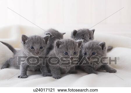 Stock Image - Five Chartreux sitting on a blanket. Fotosearch