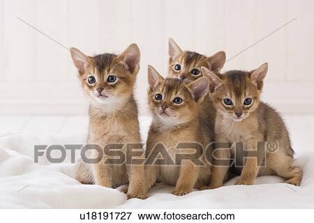 Stock Photo - Four Abyssinian Sitting. Fotosearch