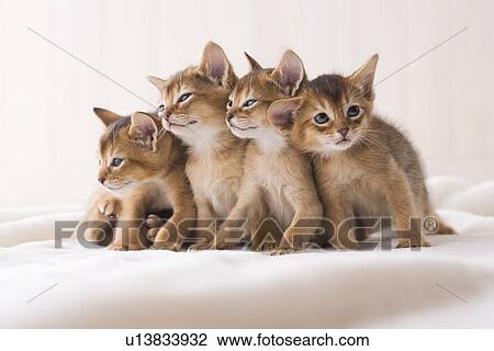 Stock Image - Four Abyssinian standing in a row. Fotosearch