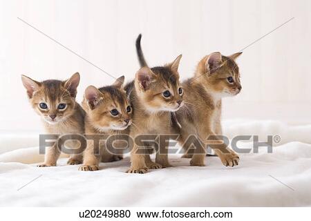 Stock Image - Four Abyssinian standing in a row. Fotosearch