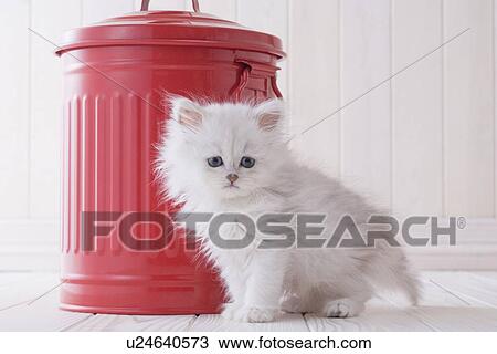 Persian sitting in front of a bucket View Large Photo Image Stock Image - Persian sitting in front of a bucket. Fotosearch