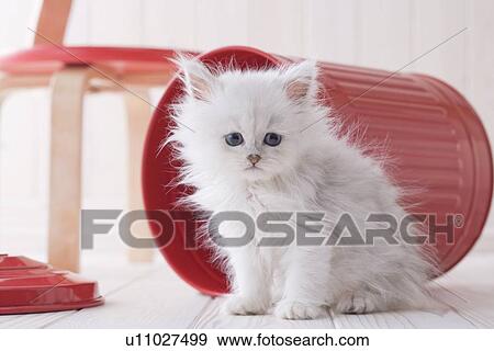 Persian sitting in front of a bucket View Large Photo Image Stock Photo - Persian sitting in front of a bucket. Fotosearch