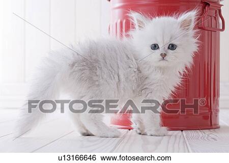 Stock Photograph - Persian standing in front of a bucket. Fotosearch