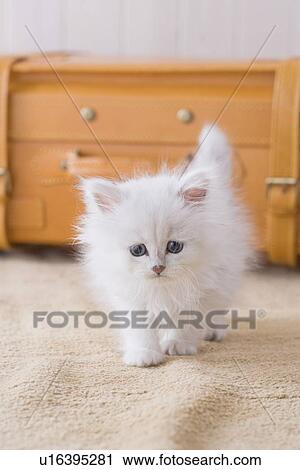 Persian standing in front of a suitcase View Large Photo Image Stock Image - Persian standing in front of a suitcase. Fotosearch