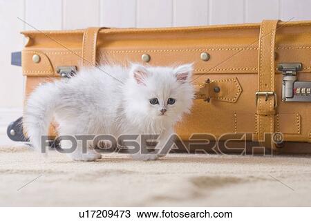 Stock Image - Persian standing in front of a suitcase. Fotosearch