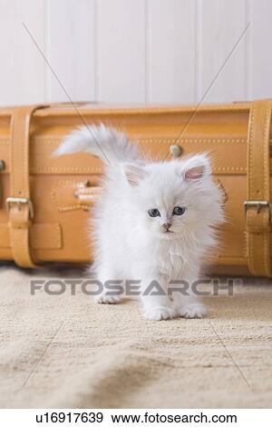 Persian standing in front of a suitcase View Large Photo Image Stock Photo - Persian standing in front of a suitcase. Fotosearch