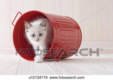 Stock Photo - Ragdoll in a bucket. Fotosearch