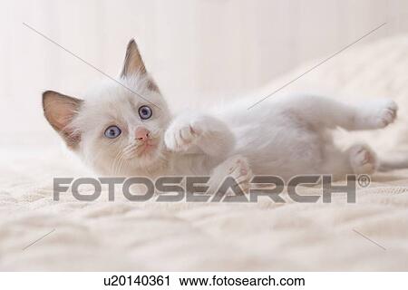 Ragdoll lying down on a blanket View Large Photo Image Stock Image - Ragdoll lying down on a blanket. Fotosearch