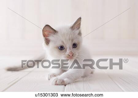 Stock Image - Ragdoll lying down on floor. Fotosearch