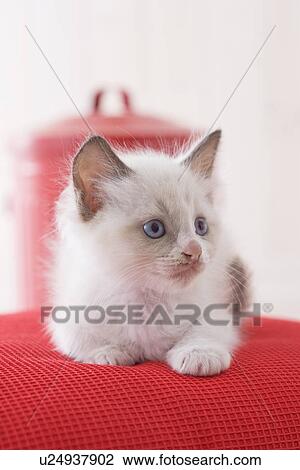 Stock Image - Ragdoll sitting on a cushion. Fotosearch