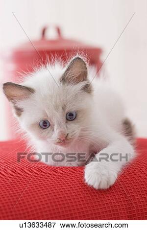 Stock Photo - Ragdoll sitting on a cushion. Fotosearch