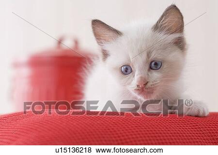 Ragdoll sitting on a cushion View Large Photo Image Stock Photo - Ragdoll sitting on a cushion. Fotosearch