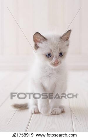 Ragdoll sitting View Large Photo Image Stock Photo - Ragdoll sitting. Fotosearch