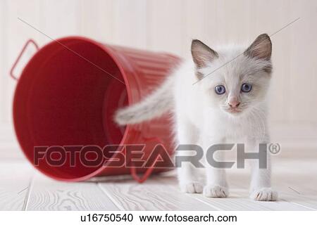 Stock Image - Ragdoll standing in front of a bucket. Fotosearch