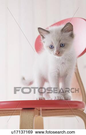 Stock Photo - Ragdoll standing on a chair. Fotosearch