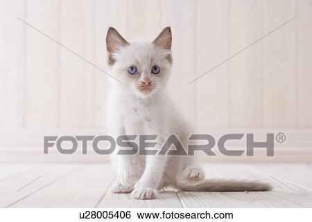 Stock Photograph - Ragdoll. Fotosearch