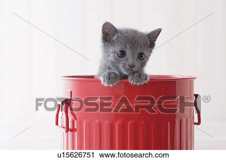 Russian blue in a bucket View Large Photo Image Stock Image - Russian blue in a bucket. Fotosearch