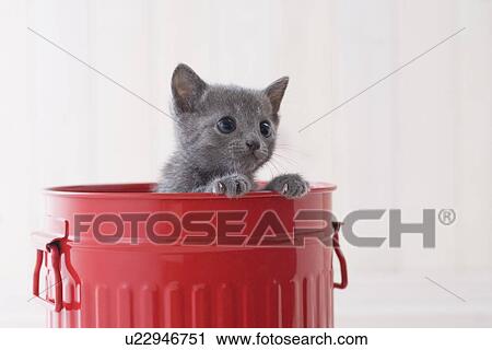 Stock Image - Russian blue in a bucket. Fotosearch