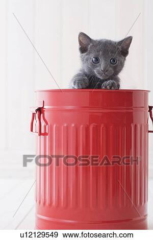 Russian blue in a bucket View Large Photo Image Stock Photo - Russian blue in a bucket. Fotosearch