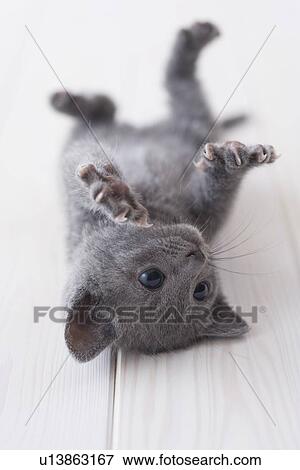 Stock Photo - Russian blue lying down on floor. Fotosearch