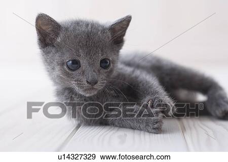 Russian blue lying down on floor View Large Photo Image Stock Photo - Russian blue lying down on floor. Fotosearch