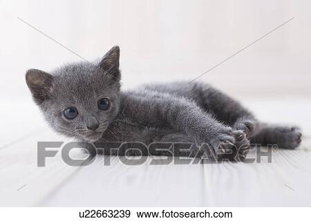Stock Photo - Russian blue lying down on floor. Fotosearch