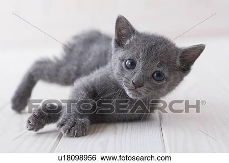 Stock Photograph - Russian blue lying down on floor. Fotosearch