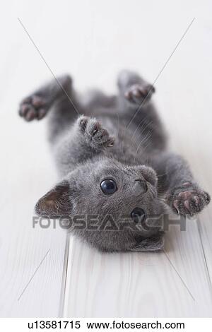 Russian blue lying down on floor View Large Photo Image Stock Photography - Russian blue lying down on floor. Fotosearch