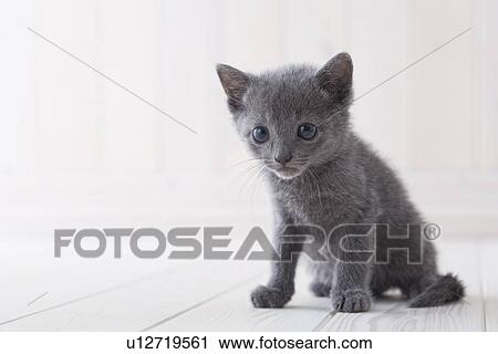 Stock Image - Russian blue sitting. Fotosearch