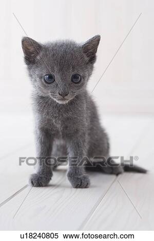 Stock Photography - Russian blue sitting. Fotosearch