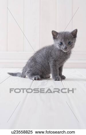 Russian blue sitting View Large Photo Image Stock Photography - Russian blue sitting. Fotosearch