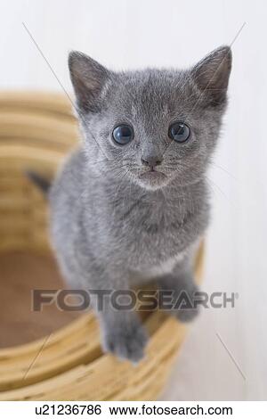 Stock Photograph - Russian blue standing in a basket. Fotosearch