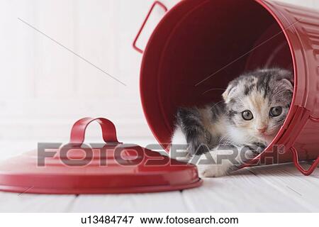 Scottish fold in a bucket View Large Photo Image Stock Photo - Scottish fold in a bucket. Fotosearch