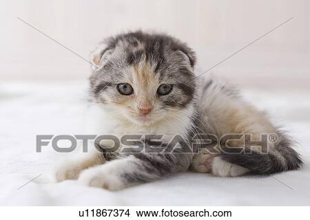 Scottish fold lying down on a blanket View Large Photo Image Picture - Scottish fold lying down on a blanket. Fotosearch