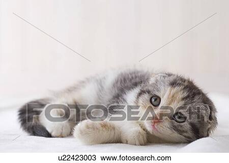 Stock Image - Scottish fold lying down on a blanket. Fotosearch