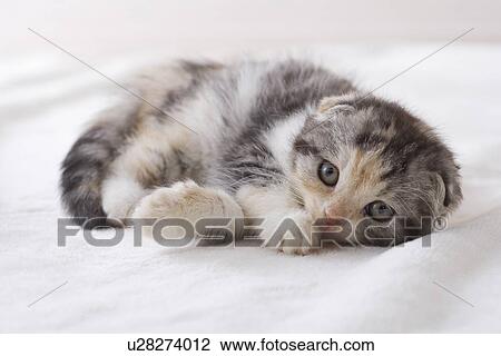 Scottish fold lying down on a blanket View Large Photo Image Stock Image - Scottish fold lying down on a blanket. Fotosearch