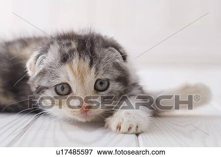 Stock Photo - Scottish fold lying down. Fotosearch